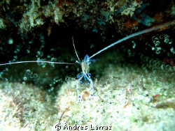 miniscule shrimp... by Andres Larraz 